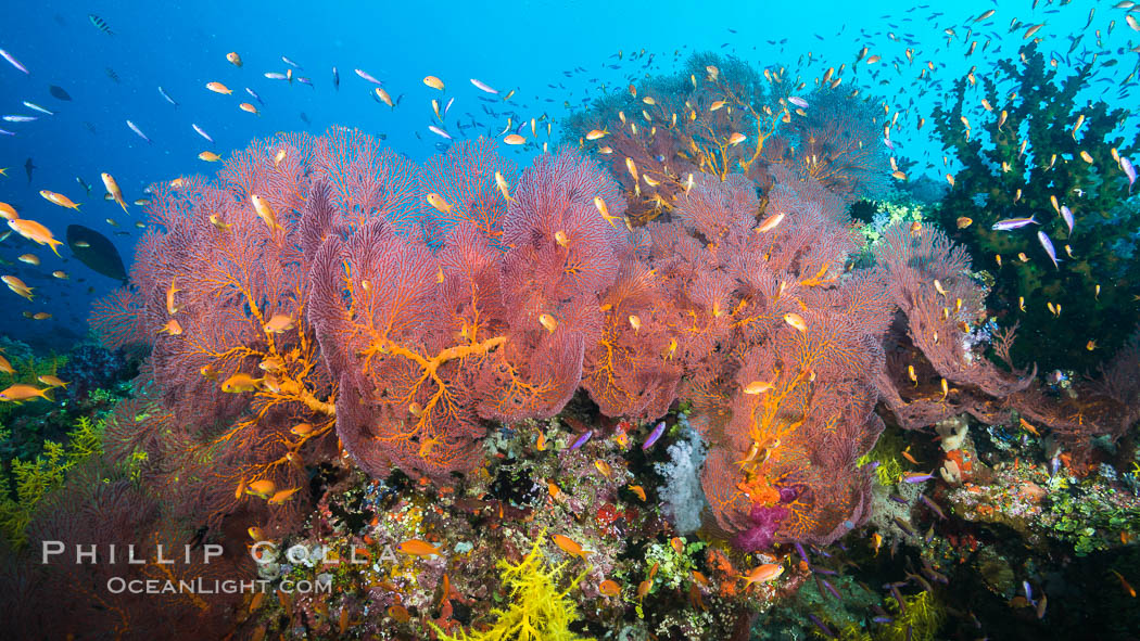 Sea fan gorgonian and schooling Anthias on pristine and beautiful coral reef, Fiji., Gorgonacea, Plexauridae, Pseudanthias, natural history stock photograph, photo id 31850