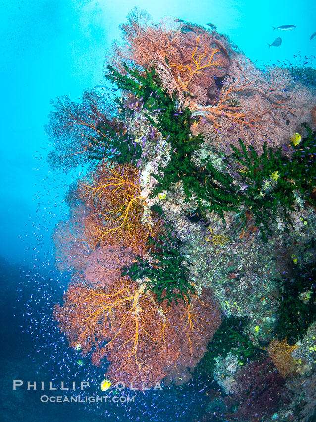 Sea fan gorgonian and schooling Anthias on pristine and beautiful coral reef, Fiji. Wakaya Island, Lomaiviti Archipelago, Gorgonacea, Tubastrea micrantha, natural history stock photograph, photo id 41034