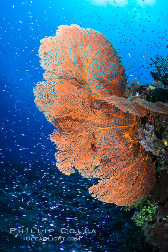 Plexauridae sea fan gorgonian and schooling Anthias on pristine and beautiful coral reef, Fiji. Wakaya Island, Lomaiviti Archipelago, Gorgonacea, Plexauridae, Pseudanthias, natural history stock photograph, photo id 31544