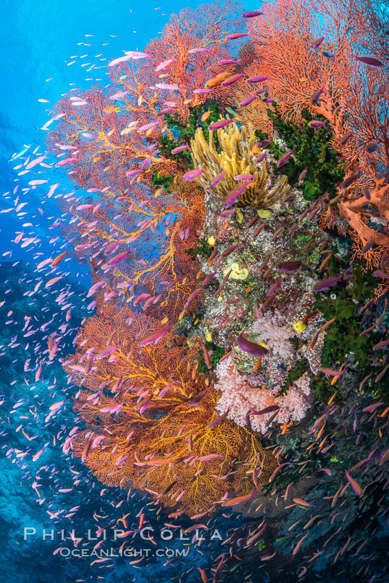 Sea fan gorgonian and schooling Anthias on pristine and beautiful coral reef, Fiji. Wakaya Island, Lomaiviti Archipelago, Gorgonacea, Plexauridae, Pseudanthias, natural history stock photograph, photo id 31552