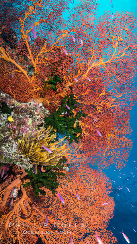 Sea fan gorgonian and schooling Anthias on pristine and beautiful coral reef, Fiji. Wakaya Island, Lomaiviti Archipelago, Crinoidea, Gorgonacea, Plexauridae, Pseudanthias, natural history stock photograph, photo id 31740