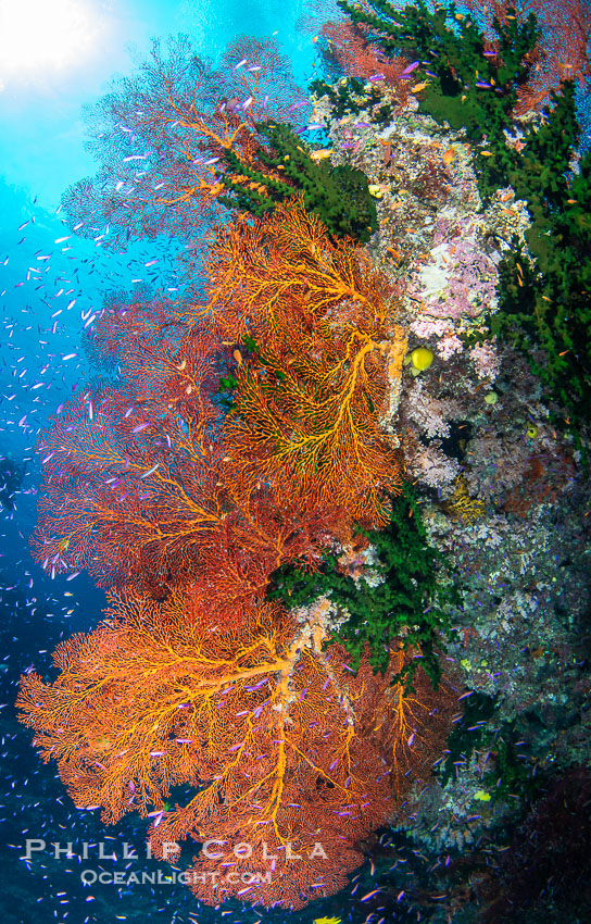 Sea fan gorgonian and schooling Anthias on pristine and beautiful coral reef, Fiji. Wakaya Island, Lomaiviti Archipelago, Gorgonacea, natural history stock photograph, photo id 41116