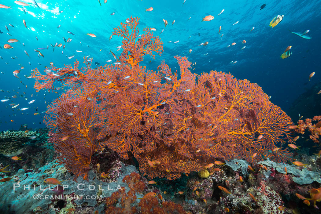 Plexauridae sea fan gorgonian and schooling Anthias on pristine and beautiful coral reef, Fiji. Gau Island, Lomaiviti Archipelago, Gorgonacea, Plexauridae, Pseudanthias, natural history stock photograph, photo id 31519