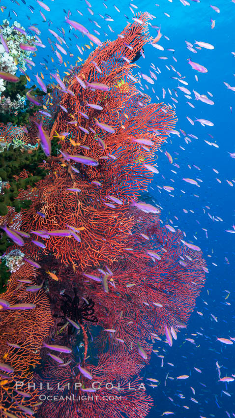 Sea fan gorgonian and schooling Anthias on pristine and beautiful coral reef, Fiji. Wakaya Island, Lomaiviti Archipelago, Gorgonacea, Plexauridae, Pseudanthias, natural history stock photograph, photo id 31539