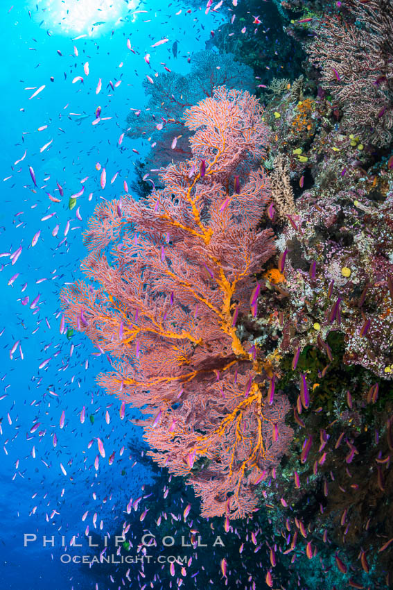 Sea fan gorgonian and schooling Anthias on pristine and beautiful coral reef, Fiji. Wakaya Island, Lomaiviti Archipelago, Gorgonacea, Plexauridae, Pseudanthias, natural history stock photograph, photo id 31551