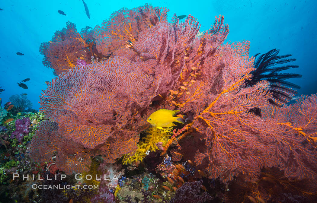 Plexauridae sea fan gorgonian and schooling Anthias on pristine and beautiful coral reef, Fiji., Gorgonacea, Plexauridae, Pseudanthias, natural history stock photograph, photo id 31615