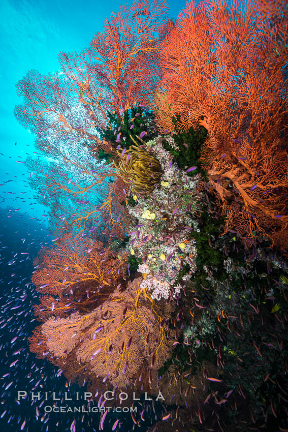 Sea fan gorgonian and schooling Anthias on pristine and beautiful coral reef, Fiji. Wakaya Island, Lomaiviti Archipelago, Gorgonacea, Plexauridae, Pseudanthias, natural history stock photograph, photo id 31739