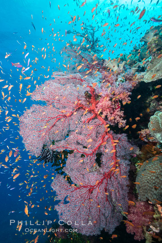 Sea fan gorgonian and schooling Anthias on pristine and beautiful coral reef, Fiji., Gorgonacea, Plexauridae, Pseudanthias, natural history stock photograph, photo id 31425