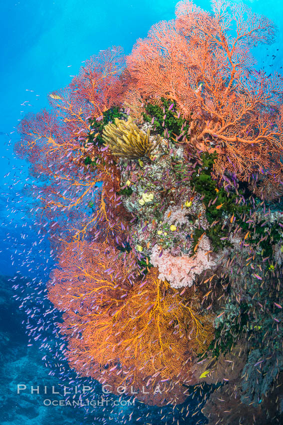 Sea fan gorgonian and schooling Anthias on pristine and beautiful coral reef, Fiji. Wakaya Island, Lomaiviti Archipelago, Gorgonacea, Plexauridae, Pseudanthias, natural history stock photograph, photo id 31765