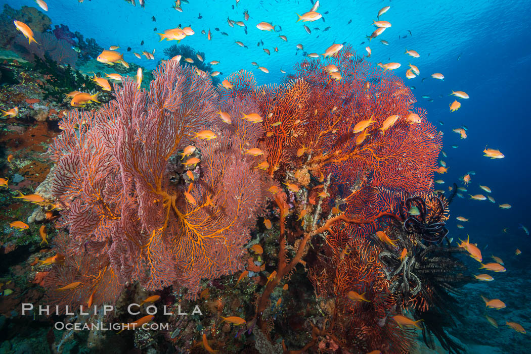 Sea fan gorgonian and schooling lyretail Anthias on pristine and beautiful coral reef, Fiji. Vatu I Ra Passage, Bligh Waters, Viti Levu  Island, Gorgonacea, Plexauridae, Pseudanthias, natural history stock photograph, photo id 31660