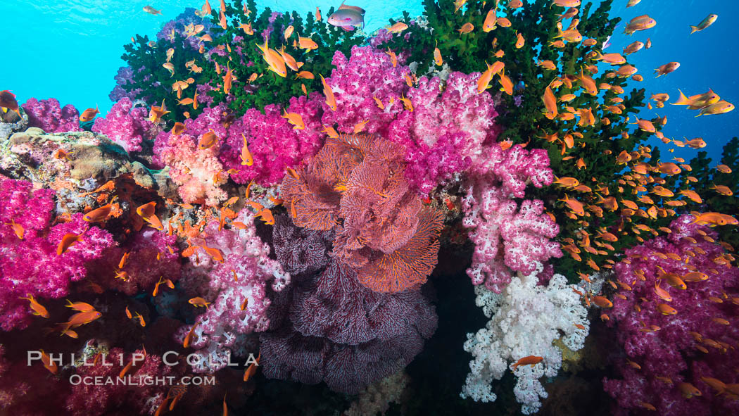Beautiful South Pacific coral reef, with gorgonian sea fans, schooling anthias fish and colorful dendronephthya soft corals, Fiji., Dendronephthya, Gorgonacea, Pseudanthias, Tubastrea micrantha, natural history stock photograph, photo id 31622