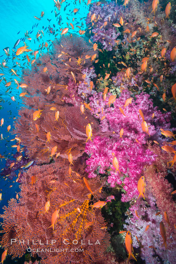 Beautiful South Pacific coral reef, with gorgonian sea fans, schooling anthias fish and colorful dendronephthya soft corals, Fiji. Vatu I Ra Passage, Bligh Waters, Viti Levu  Island, Dendronephthya, Gorgonacea, Pseudanthias, natural history stock photograph, photo id 31663