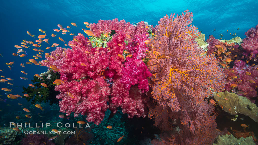 Beautiful South Pacific coral reef, with gorgonian sea fans, schooling anthias fish and colorful dendronephthya soft corals, Fiji., Dendronephthya, Gorgonacea, Plexauridae, Pseudanthias, natural history stock photograph, photo id 31855