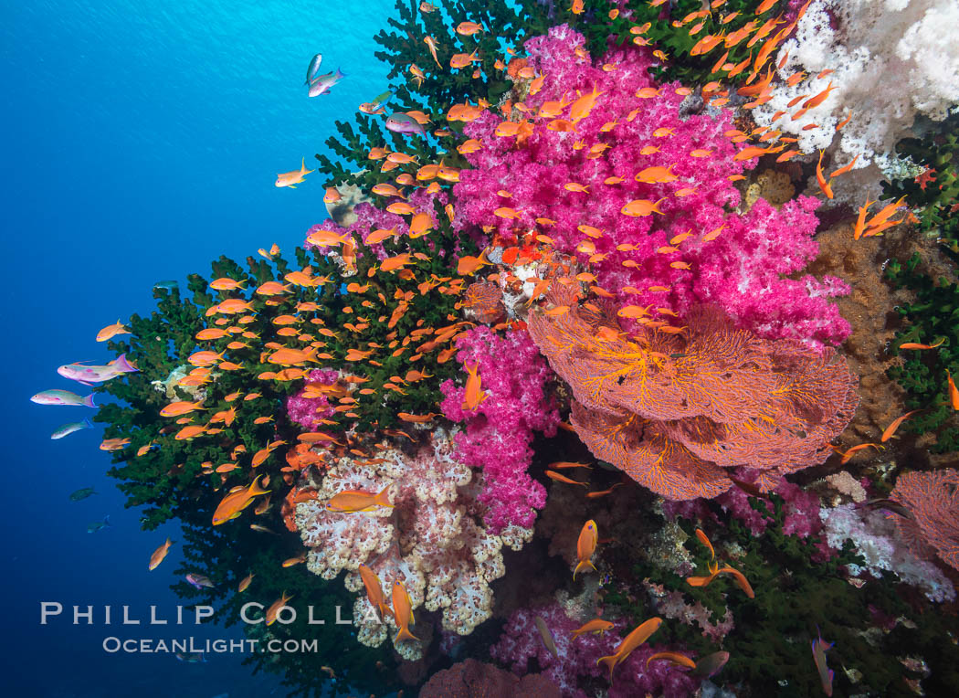 Beautiful South Pacific coral reef, with gorgonian sea fans, schooling anthias fish and colorful dendronephthya soft corals, Fiji., Dendronephthya, Gorgonacea, Pseudanthias, Tubastrea micrantha, natural history stock photograph, photo id 31441