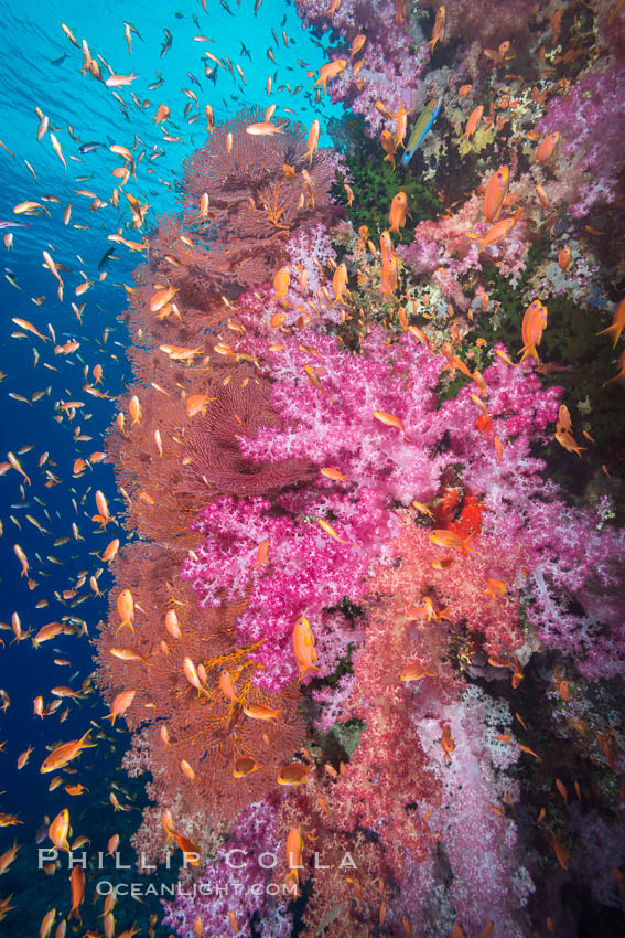 Beautiful South Pacific coral reef, with gorgonian sea fans, schooling anthias fish and colorful dendronephthya soft corals, Fiji. Vatu I Ra Passage, Bligh Waters, Viti Levu  Island, Dendronephthya, Gorgonacea, Pseudanthias, natural history stock photograph, photo id 31477