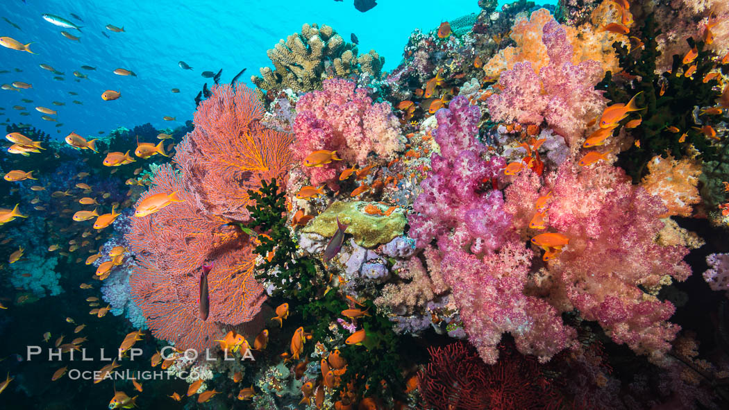 Beautiful South Pacific coral reef, with gorgonian sea fans, schooling anthias fish and colorful dendronephthya soft corals, Fiji., Dendronephthya, Gorgonacea, Pseudanthias, natural history stock photograph, photo id 31621