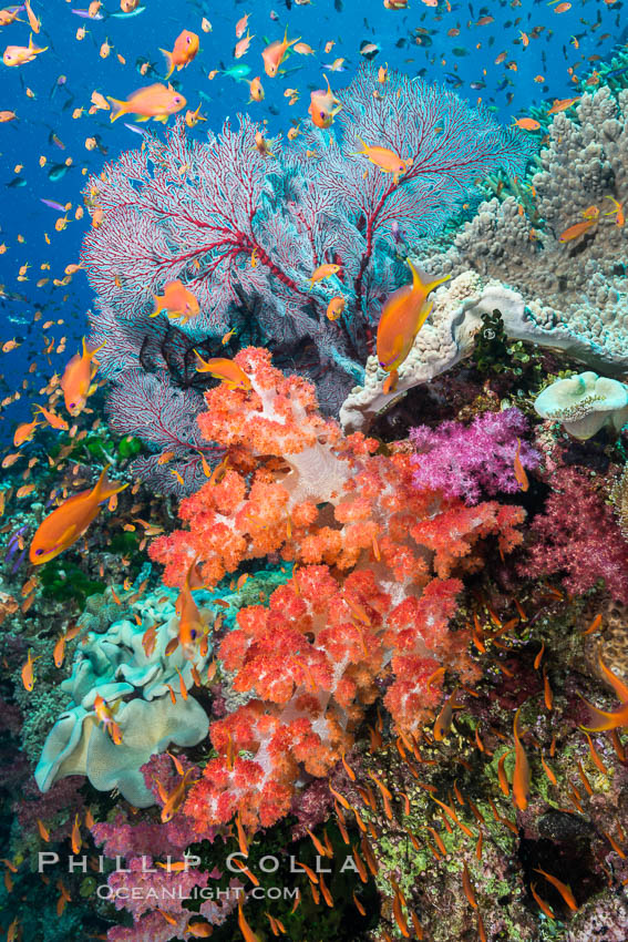 Beautiful South Pacific coral reef, with gorgonian sea fans, schooling anthias fish and colorful dendronephthya soft corals, Fiji., Dendronephthya, Gorgonacea, Pseudanthias, natural history stock photograph, photo id 31845