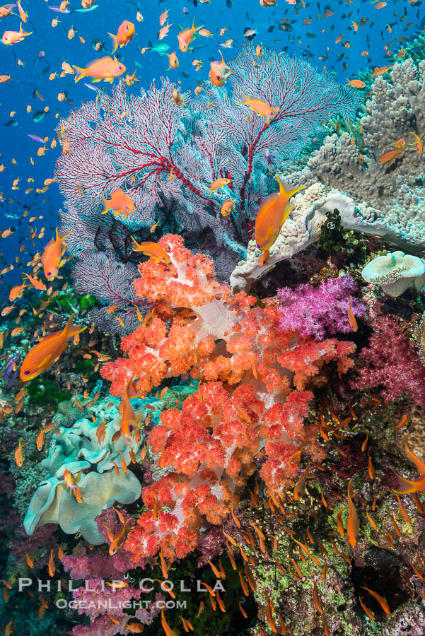 Beautiful South Pacific coral reef, with gorgonian sea fans, schooling anthias fish and colorful dendronephthya soft corals, Fiji., Dendronephthya, Gorgonacea, Pseudanthias, natural history stock photograph, photo id 31845