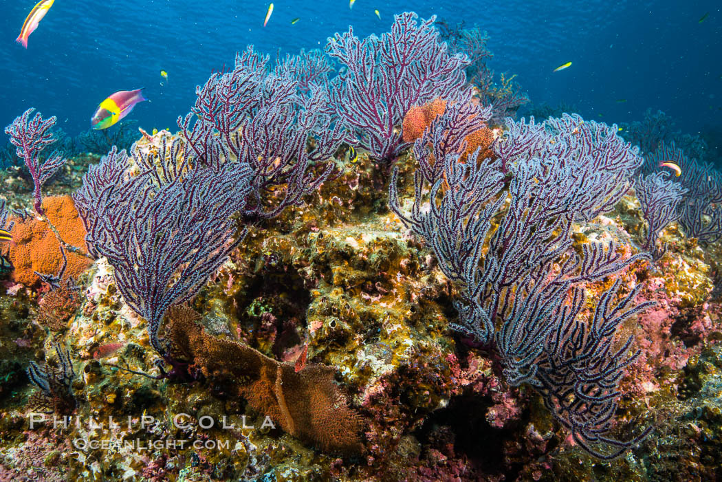 Sea fans and rocky reef, La Reina, Lighthouse Reef, Sea of Cortez. Baja California, Mexico, natural history stock photograph, photo id 32482