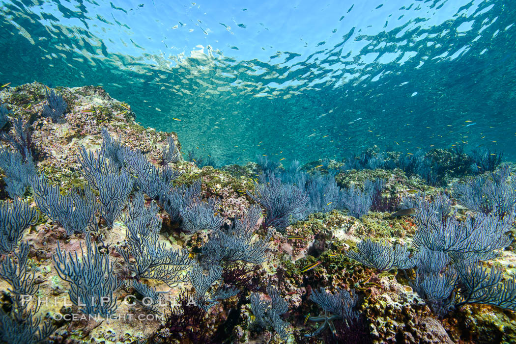 Sea fans and rocky reef, La Reina, Lighthouse Reef, Sea of Cortez. Baja California, Mexico, natural history stock photograph, photo id 32484