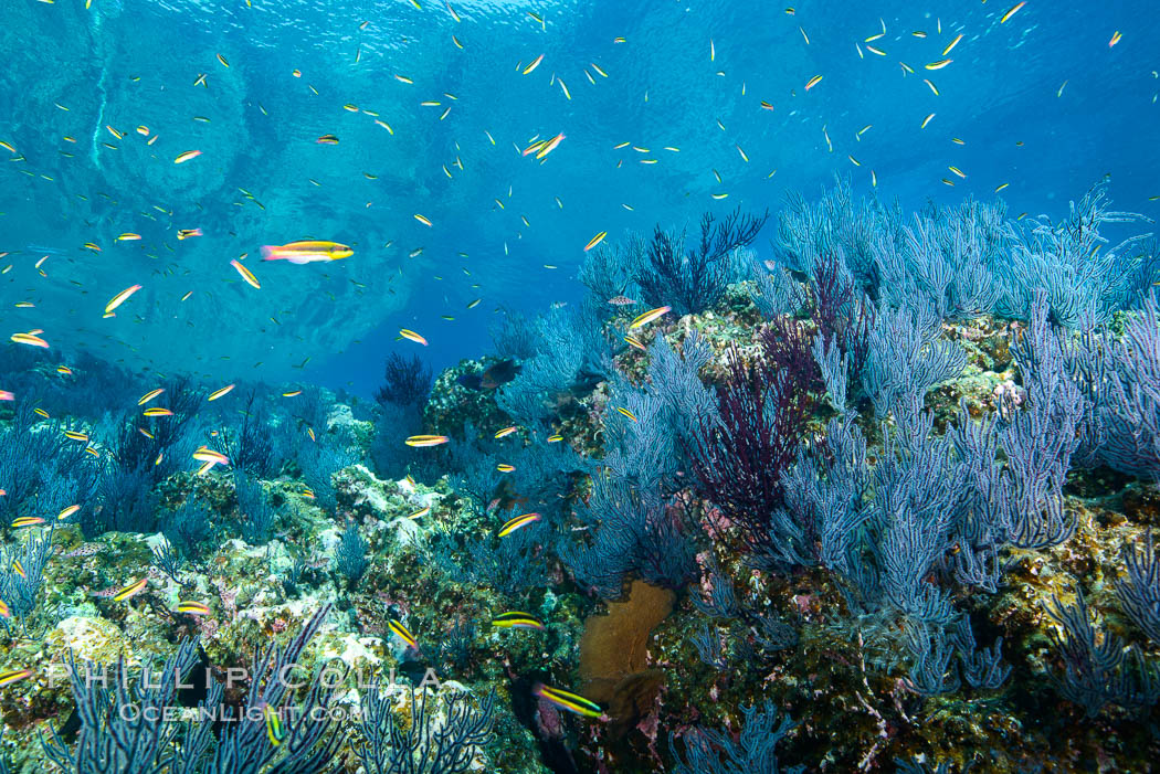 Sea fans and rocky reef, La Reina, Lighthouse Reef, Sea of Cortez. Baja California, Mexico, natural history stock photograph, photo id 32483