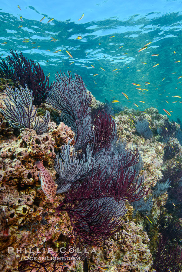 Sea fans and rocky reef, La Reina, Lighthouse Reef, Sea of Cortez., natural history stock photograph, photo id 32485