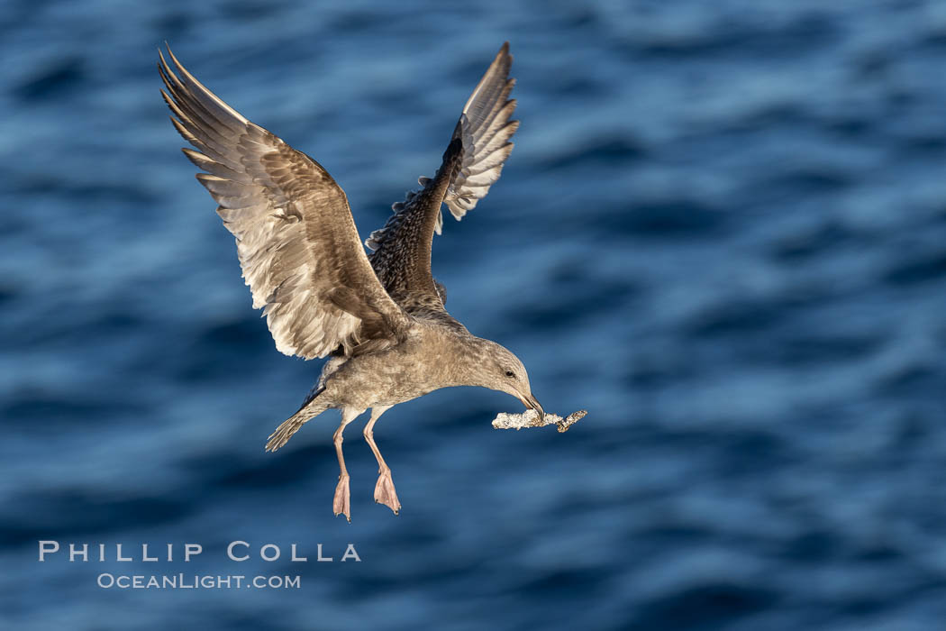 Sea gull carries trash, a piece of aluminum foil. La Jolla, California, USA, natural history stock photograph, photo id 37733