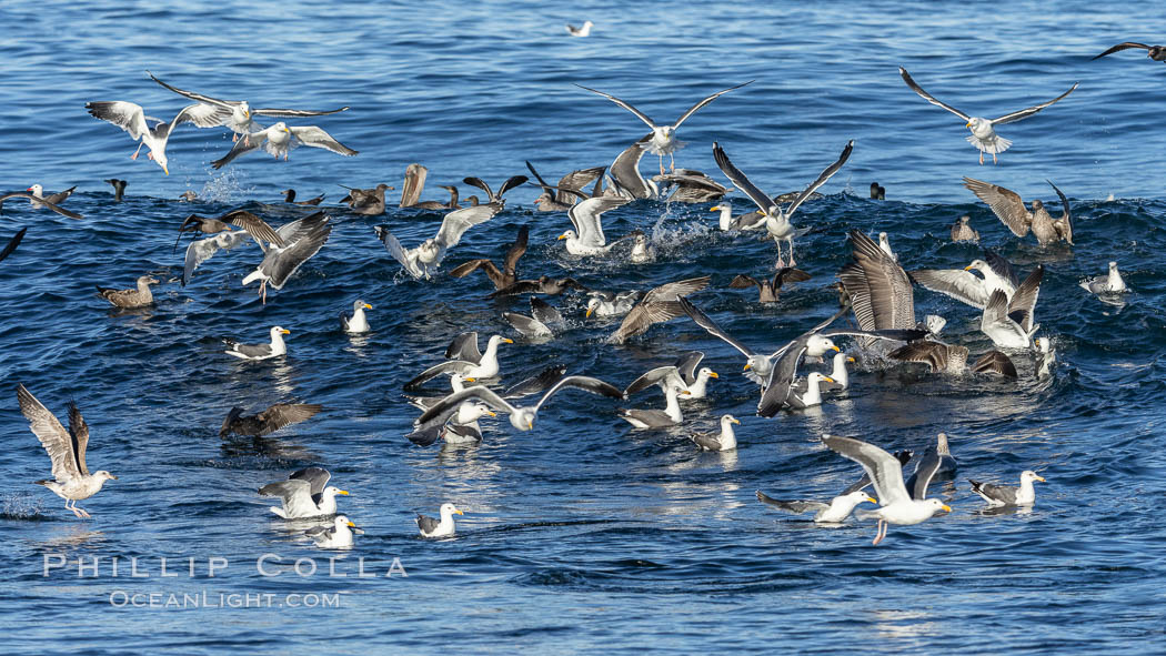 Sea Gulls diving on bait fish. La Jolla, California, USA, natural history stock photograph, photo id 37448