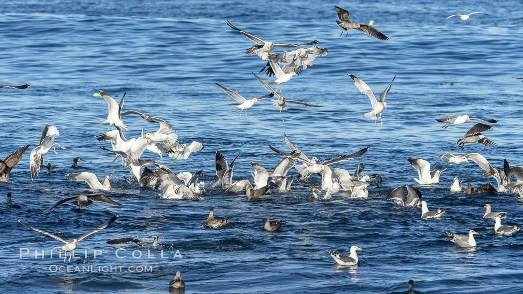 Sea Gulls diving on bait fish. La Jolla, California, USA, natural history stock photograph, photo id 37447