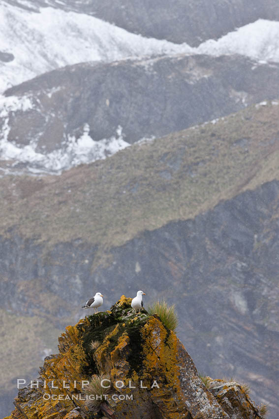 Sea gulls on rocks with mountains in the distance. Hercules Bay, South Georgia Island, natural history stock photograph, photo id 24423
