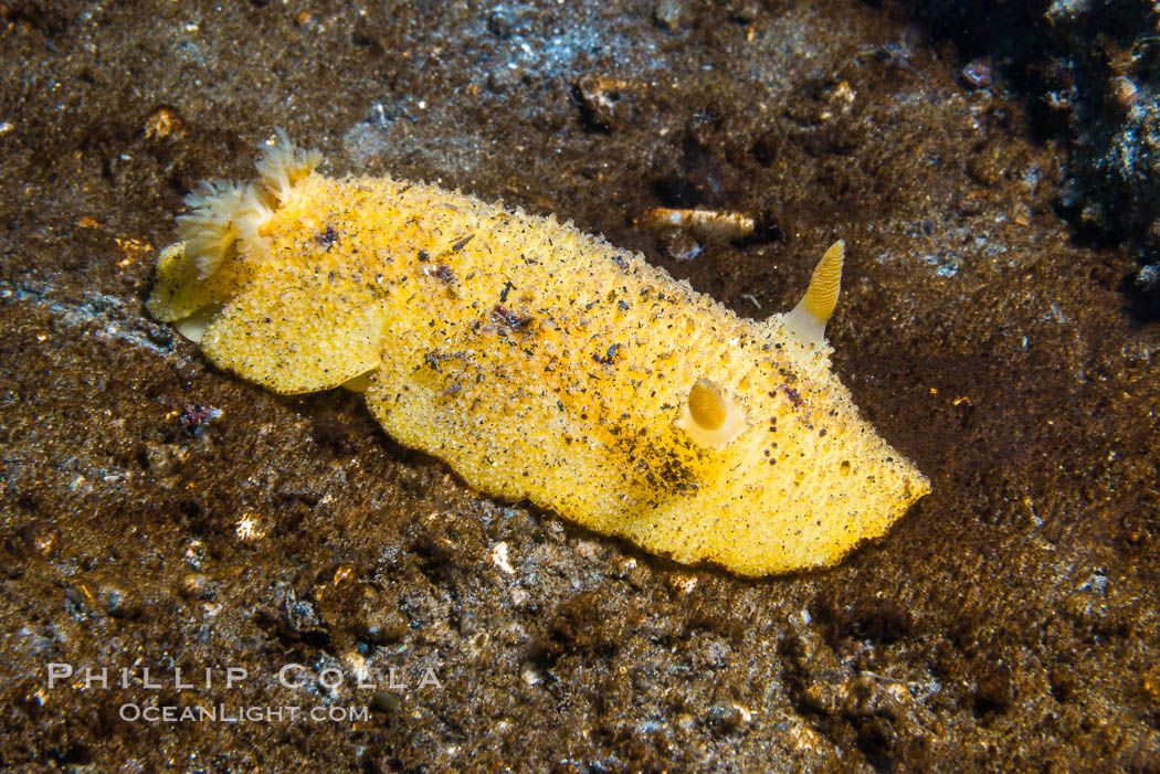 Sea Lemon, Anisodoris nobilis, Vancouver Island. British Columbia, Canada, Anisodoris nobilis, natural history stock photograph, photo id 34416