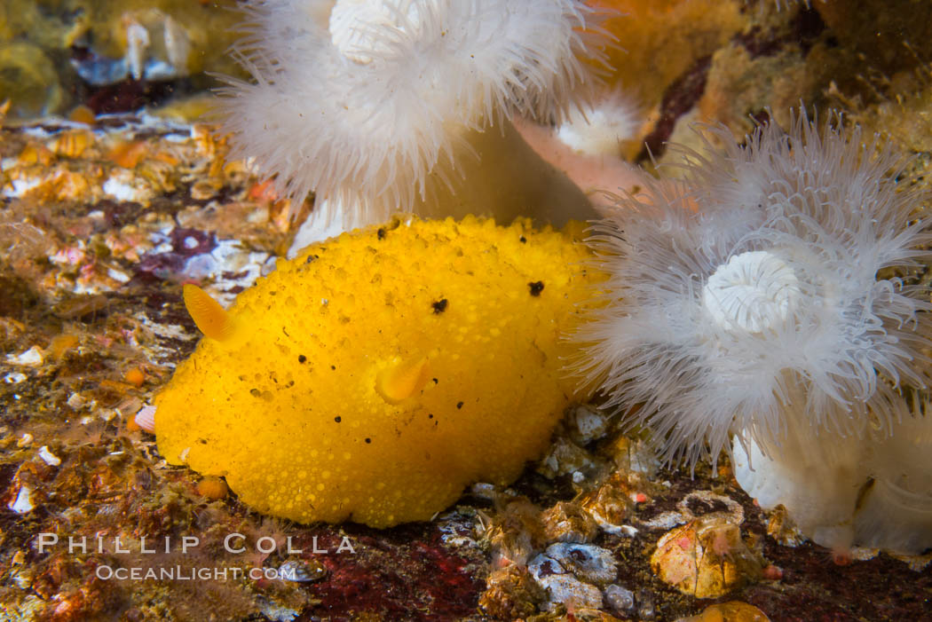 Sea Lemon, Anisodoris nobilis, Vancouver Island., Anisodoris nobilis, natural history stock photograph, photo id 34367