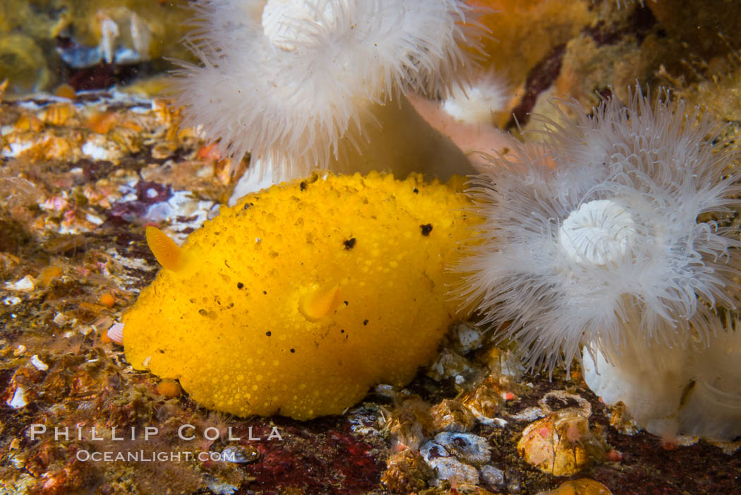 Sea Lemon, Anisodoris nobilis, Vancouver Island. British Columbia, Canada, Anisodoris nobilis, natural history stock photograph, photo id 34367