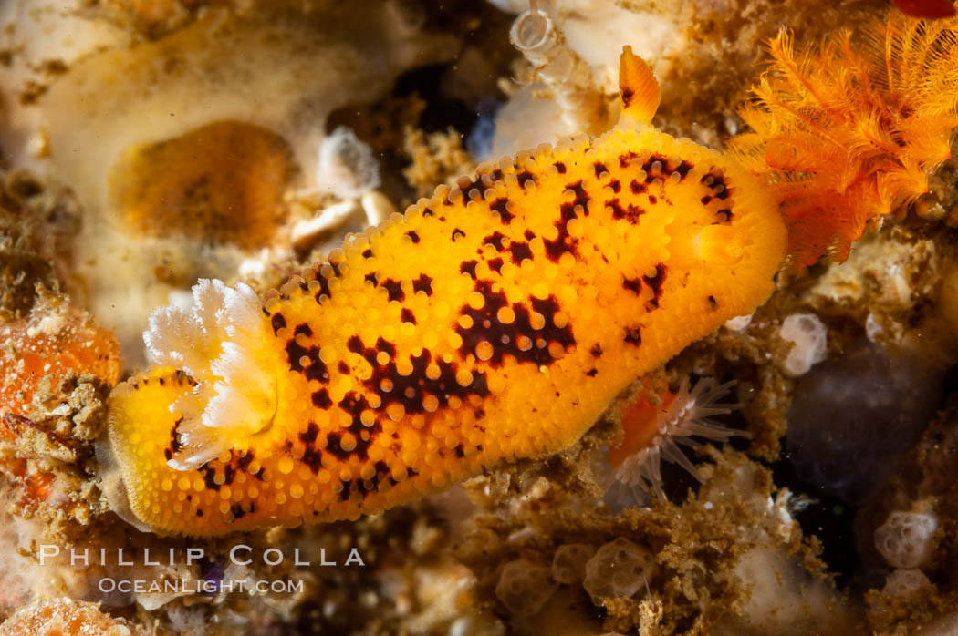 Nudibranch. San Nicholas Island, California, USA, Anisodoris nobilis, natural history stock photograph, photo id 10188