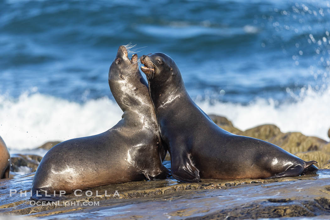 Sea Lion Colony at La Jolla Cove in San Diego with Pacific Ocean Backdrop., Zalophus californianus, natural history stock photograph, photo id 40222