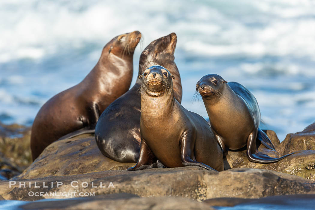 Sea Lion Colony at La Jolla Cove in San Diego with Pacific Ocean Backdrop. California, USA, Zalophus californianus, natural history stock photograph, photo id 40193