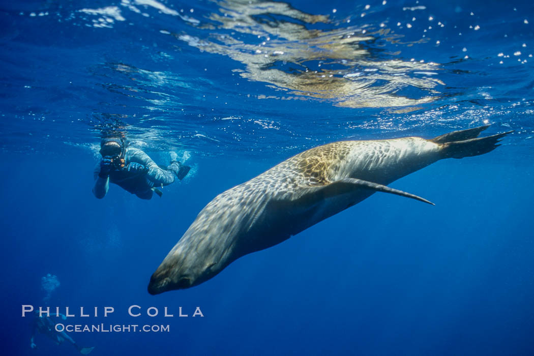 Diver and California sea lion. Guadalupe Island (Isla Guadalupe), Baja California, Mexico, Zalophus californianus, natural history stock photograph, photo id 01976