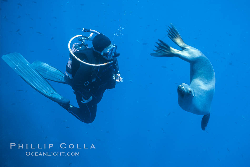 California sea lion and diver consider each other, underwater in the clear ocean water of Guadalupe Island. Guadalupe Island (Isla Guadalupe), Baja California, Mexico, Zalophus californianus, natural history stock photograph, photo id 02251