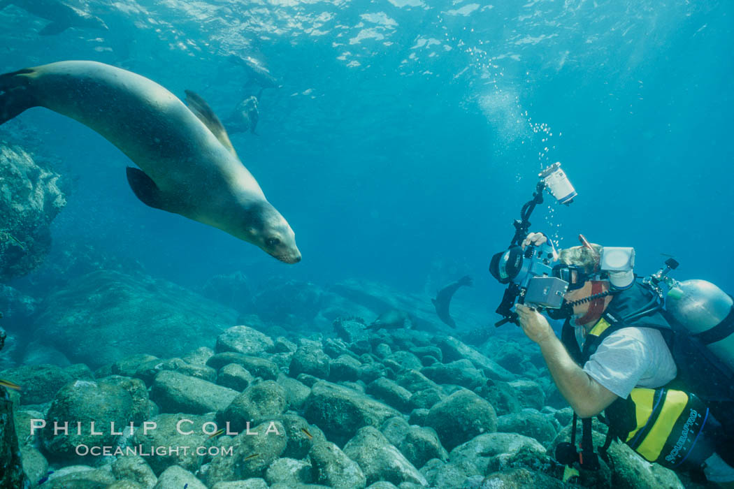 California sea lion and diver, Sea of Cortez., Zalophus californianus, natural history stock photograph, photo id 01980