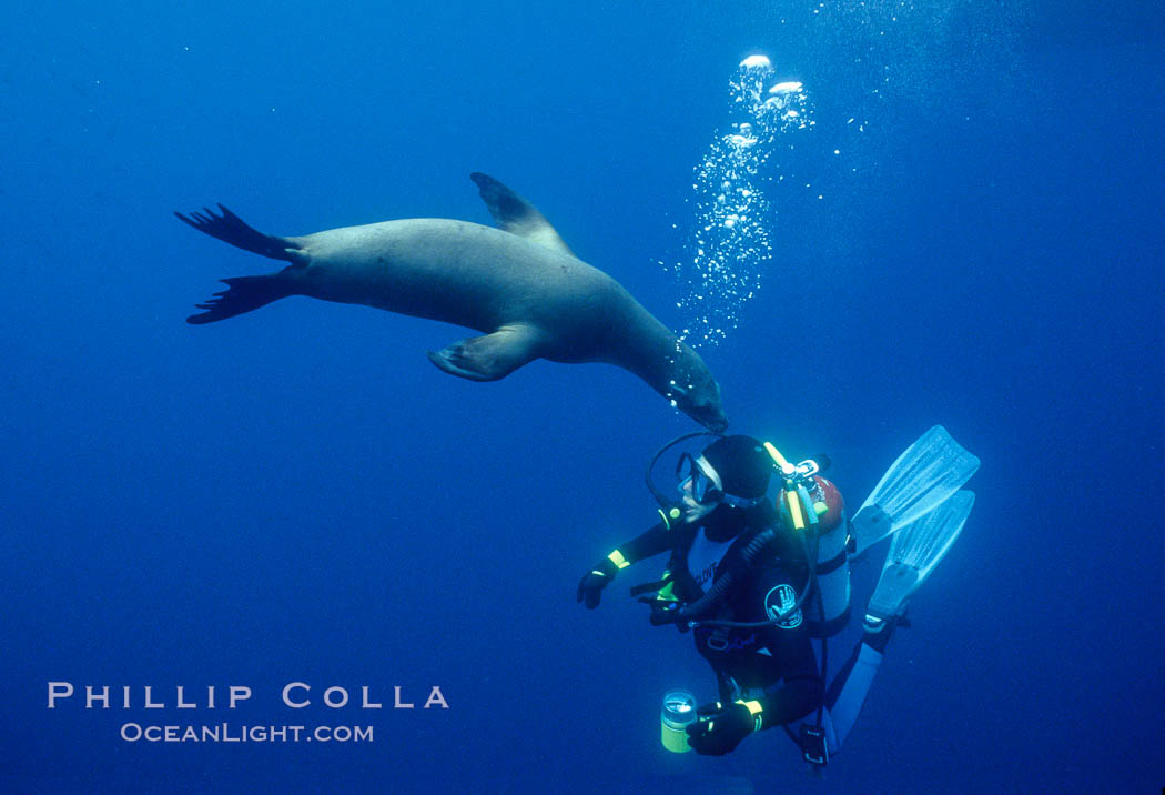 California sea lion and diver. Santa Barbara Island, USA, Zalophus californianus, natural history stock photograph, photo id 01981