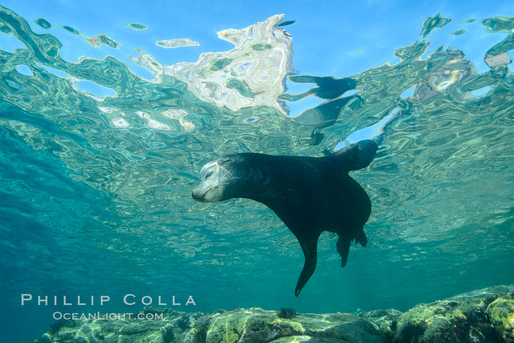 Sea Lion, Los Islotes, Sea of Cortez. Baja California, Mexico, natural history stock photograph, photo id 32492