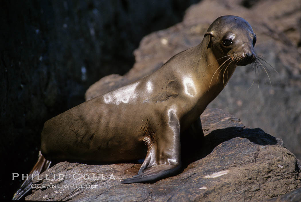 California sea lion pup starving during 1997-8 El Nino event, Coronado Islands. Coronado Islands (Islas Coronado), Baja California, Mexico, Zalophus californianus, natural history stock photograph, photo id 02942