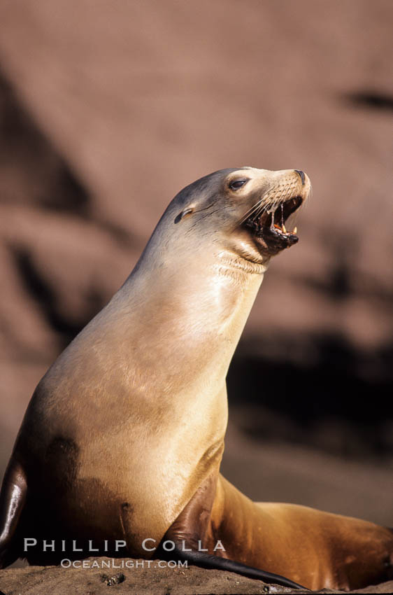 California sea lion, Los Coronado Islands. Coronado Islands (Islas Coronado), Baja California, Mexico, Zalophus californianus, natural history stock photograph, photo id 03074