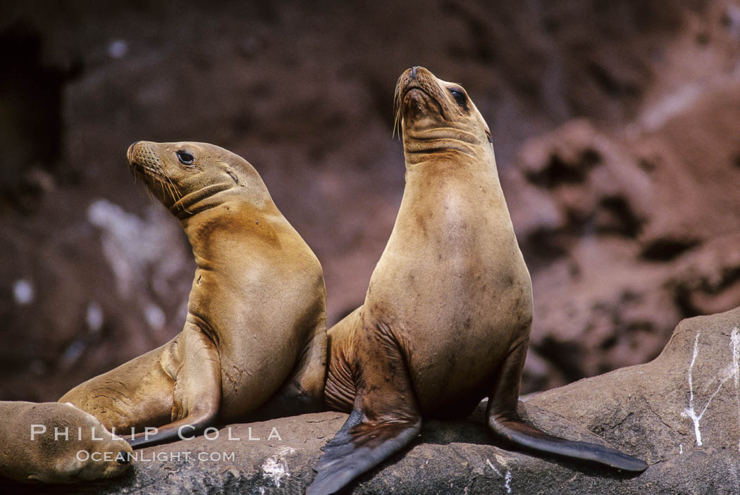 California sea lions, Coronado Islands. Coronado Islands (Islas Coronado), Baja California, Mexico, Zalophus californianus, natural history stock photograph, photo id 02940