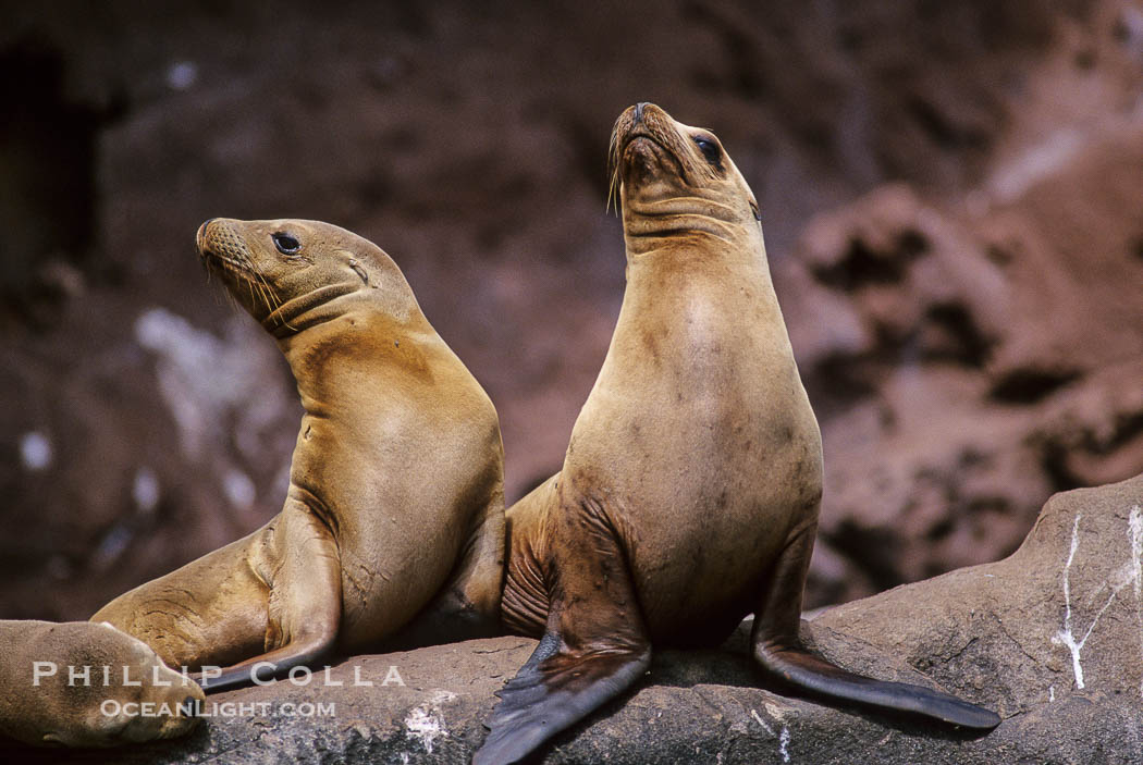 California sea lions, Coronado Islands., Zalophus californianus, natural history stock photograph, photo id 02940
