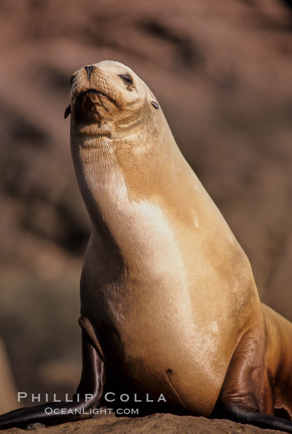 California sea lion, Los Coronado Islands. Coronado Islands (Islas Coronado), Baja California, Mexico, Zalophus californianus, natural history stock photograph, photo id 03076