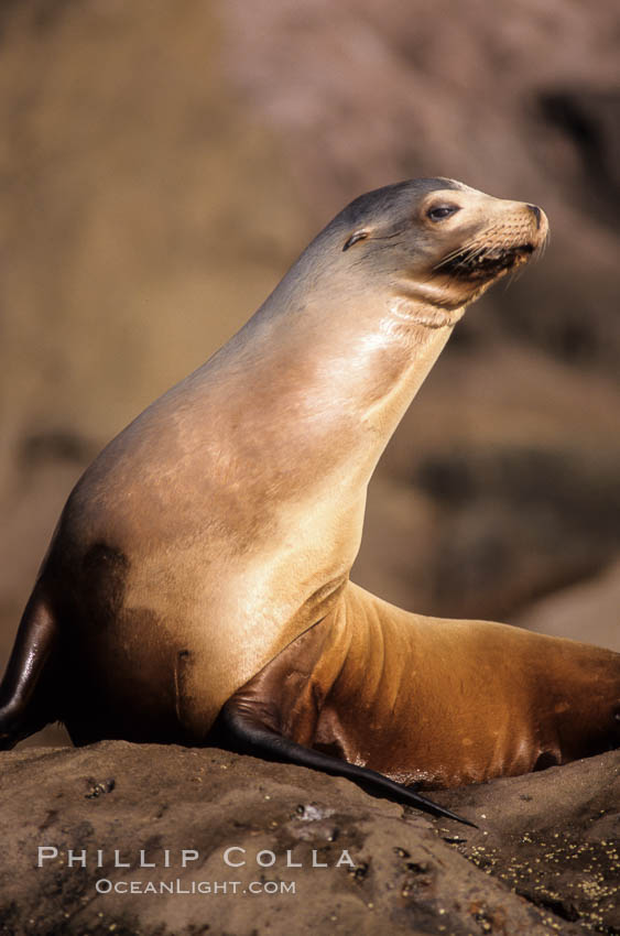 California sea lion, Los Coronado Islands. Coronado Islands (Islas Coronado), Baja California, Mexico, Zalophus californianus, natural history stock photograph, photo id 03075