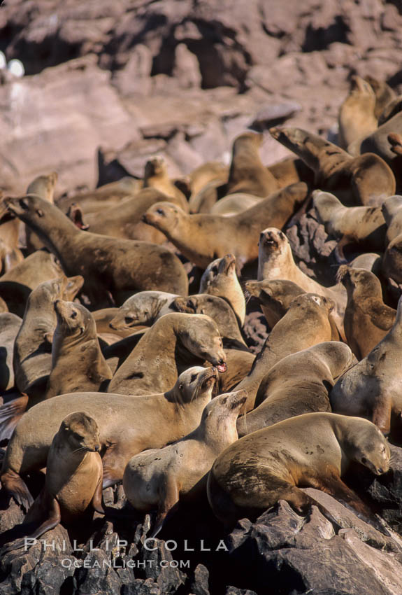 California sea lion colony, Los Coronado Islands. Coronado Islands (Islas Coronado), Baja California, Mexico, Zalophus californianus, natural history stock photograph, photo id 03079