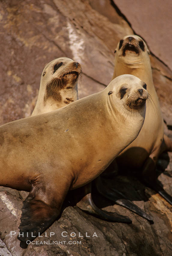 California sea lions, Coronado Islands. Coronado Islands (Islas Coronado), Baja California, Mexico, Zalophus californianus, natural history stock photograph, photo id 02937