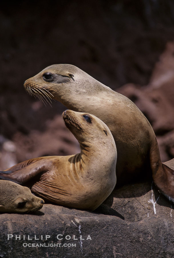 California sea lions, Coronado Islands., Zalophus californianus, natural history stock photograph, photo id 02941